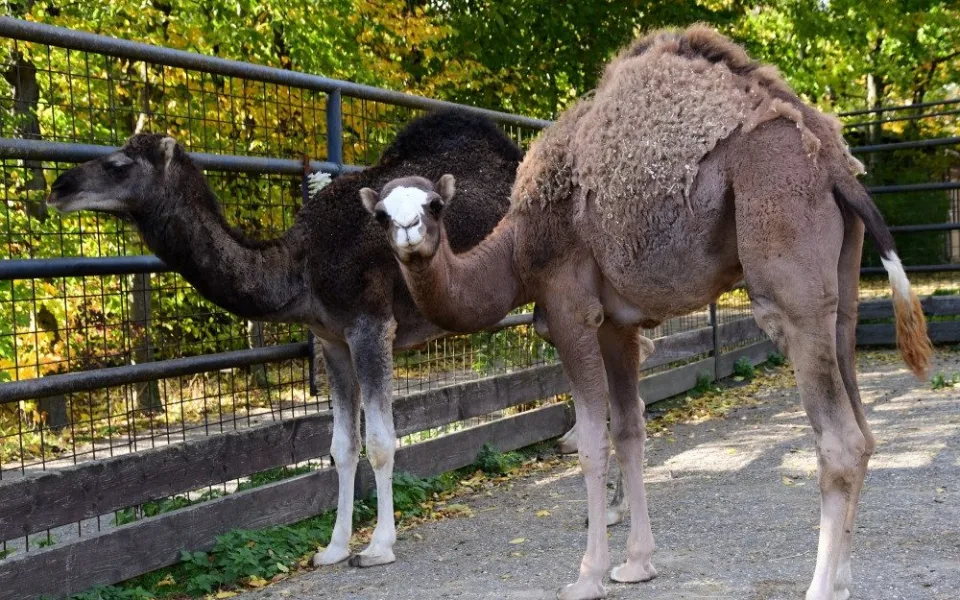 Olomoucká zoo získala pár mláďat velblouda jednohrbého