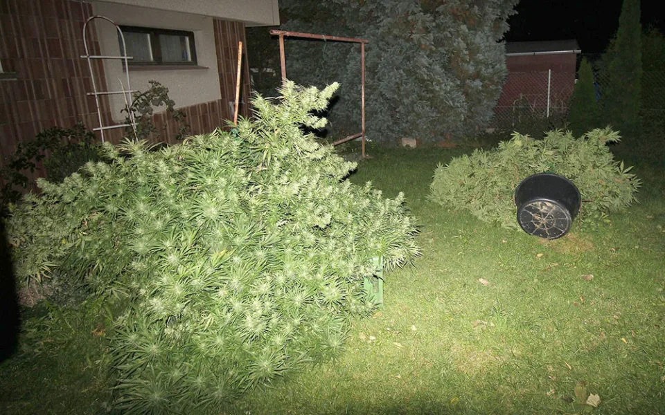 Celní správa zajistila na Přerovsku 14 mimořádně vzrostlých rostlin i 22 kg sušeného konopí