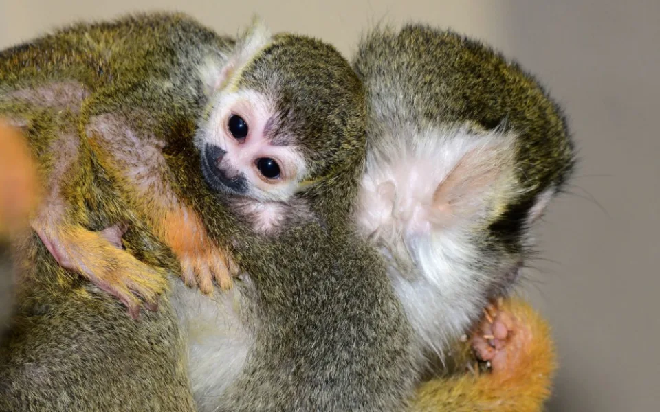 V zoo se narodil malý Pan Nilsson, kamarád Pipi Dlouhé punčochy