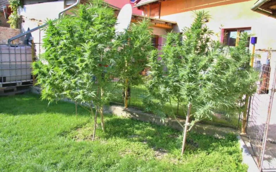 pěstitelka konopí (6)