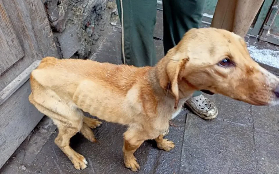 Státní veterinární správa vzhledem ke stavu psů rozhodla o jejich odebrání od chovatelky