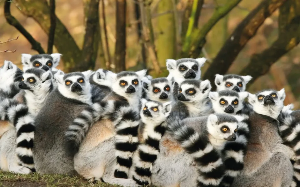 zoo