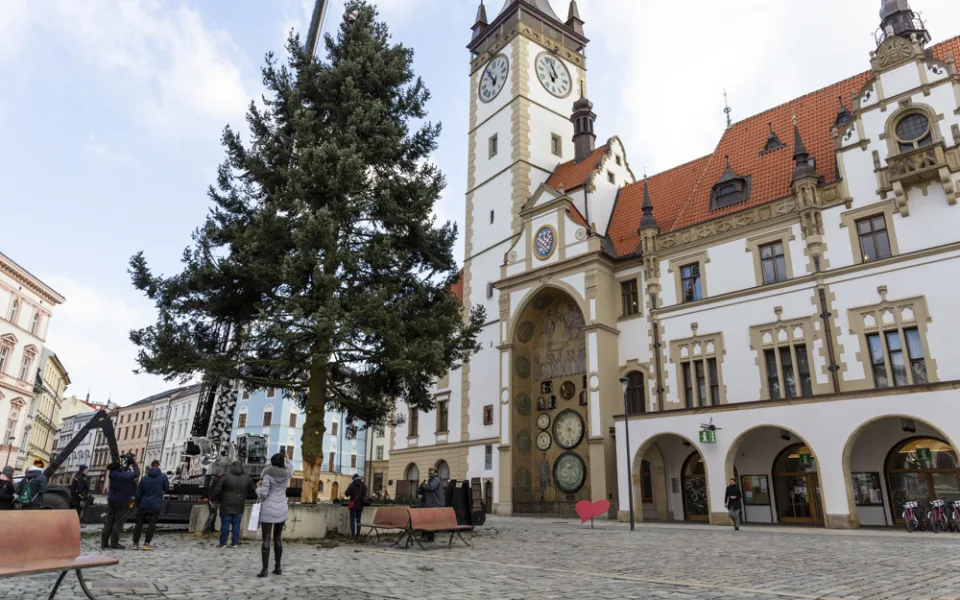 Kácení vánočního stromu na Horním náměstí v Olomouci