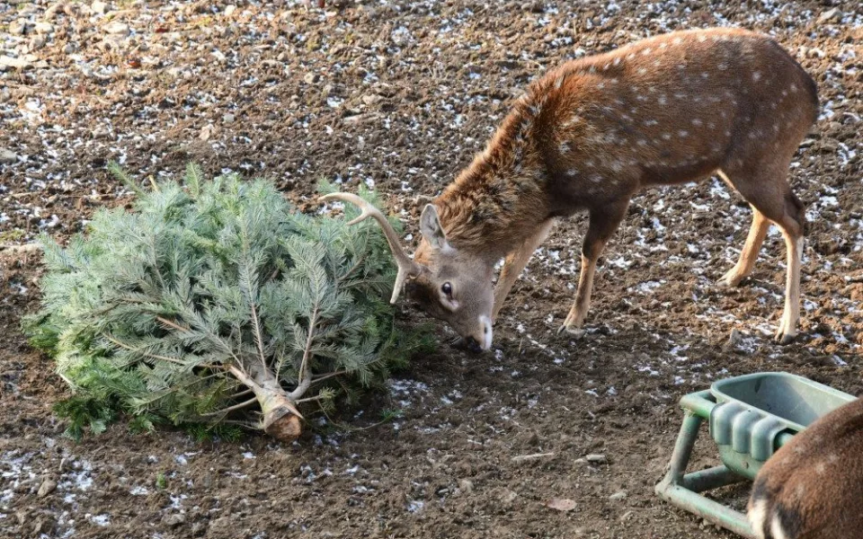 FOTOGALERIE: Zvířatům v zoo Vánoce nekončí. Pochutnávají si na stromcích