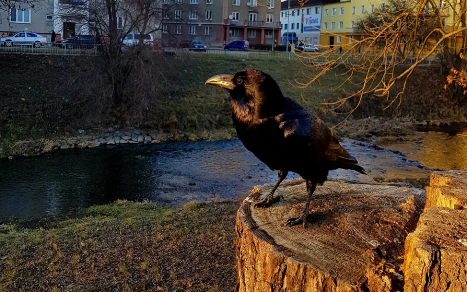 Krotký krkavec se stal v Olomouci celebritou. V parcích lidem ochotně pózuje