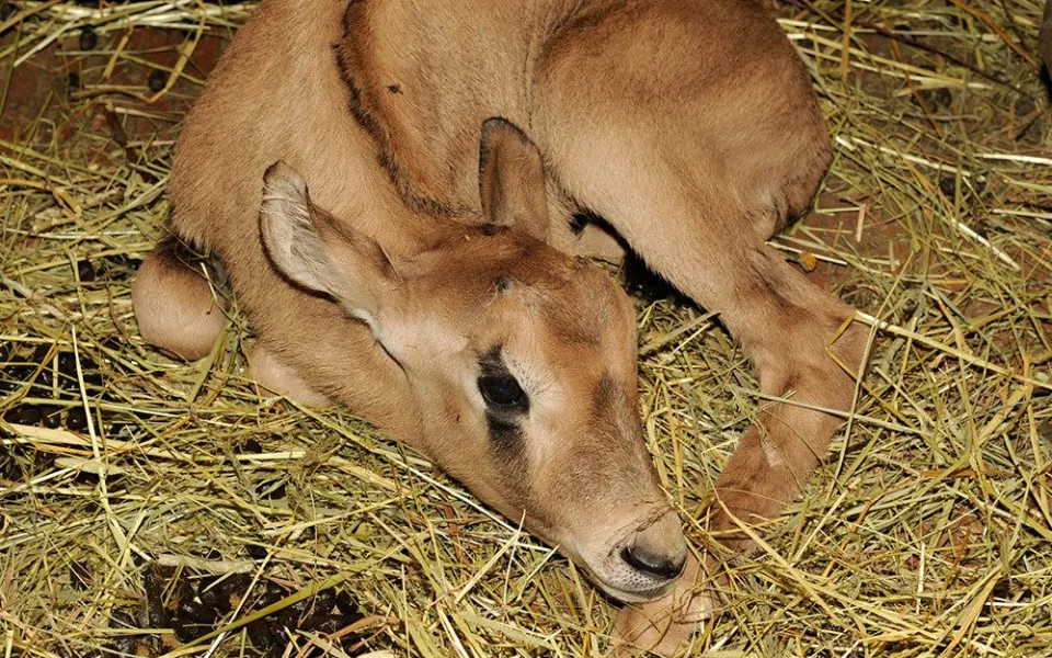 Mládě oryxe jihoafrického v Zoo Olomouc