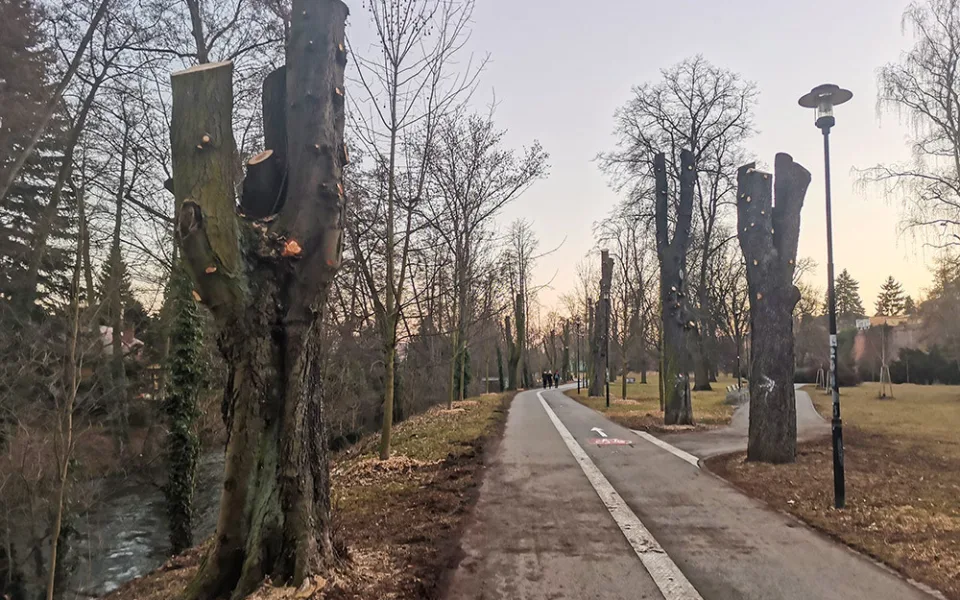 Michalské stromořadí v Bezručových sadech v Olomouci