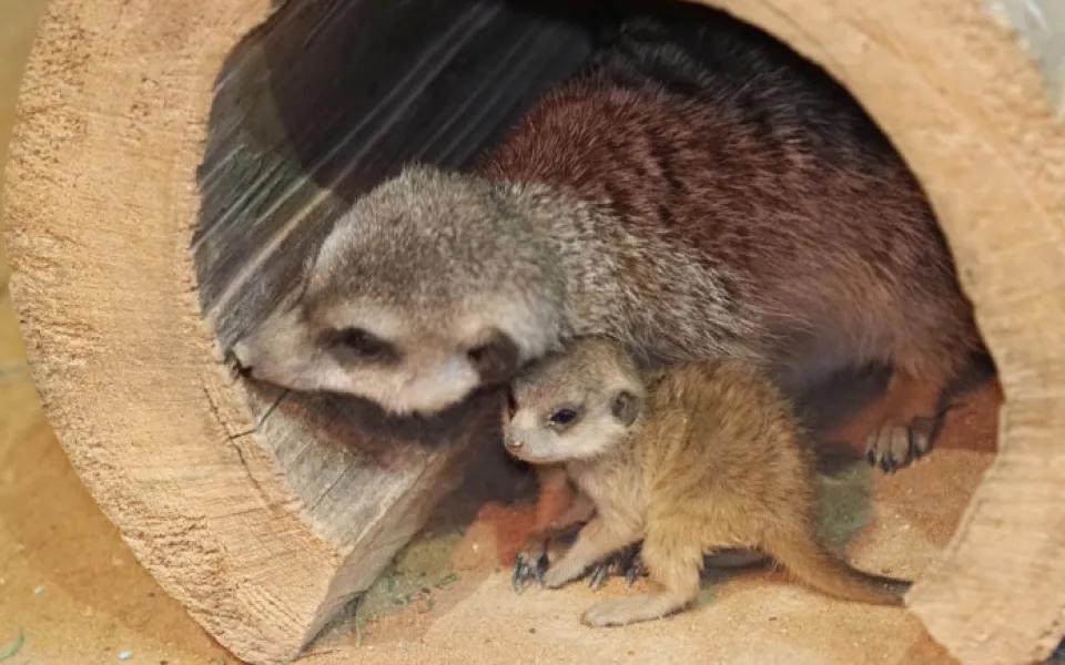 Dárci loni věnovali olomoucké zoo rekordních 7,5 milionu. Na surikaty, vlky i plameňáky