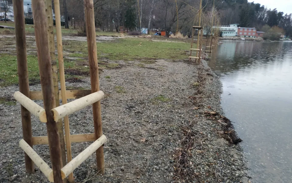 FOTOGALERIE: Na pláž U vrbiček na Plumlovské přehradě se vrátilo stromořadí vrb