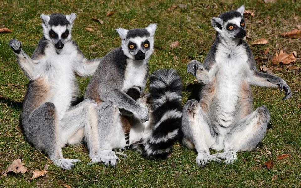 První tři až čtyři týdny života se mládě lemura drží na břiše matky