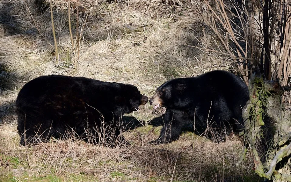 V Zoo Olomouc žije pár medvědů - Mino a Tracy