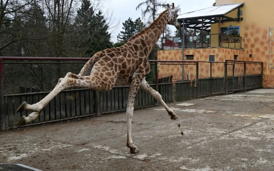 Do olomoucké zoo přijel nový žirafí samec. Michal pochází z polské Opole