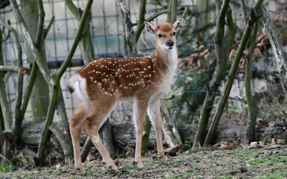 Mláďata sika vietnamského se v olomoucké zoo seznamují s výběhem. Ve volné přírodě už nejsou