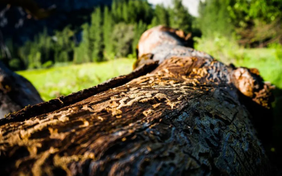 size3-yosemite-1739338_960_720