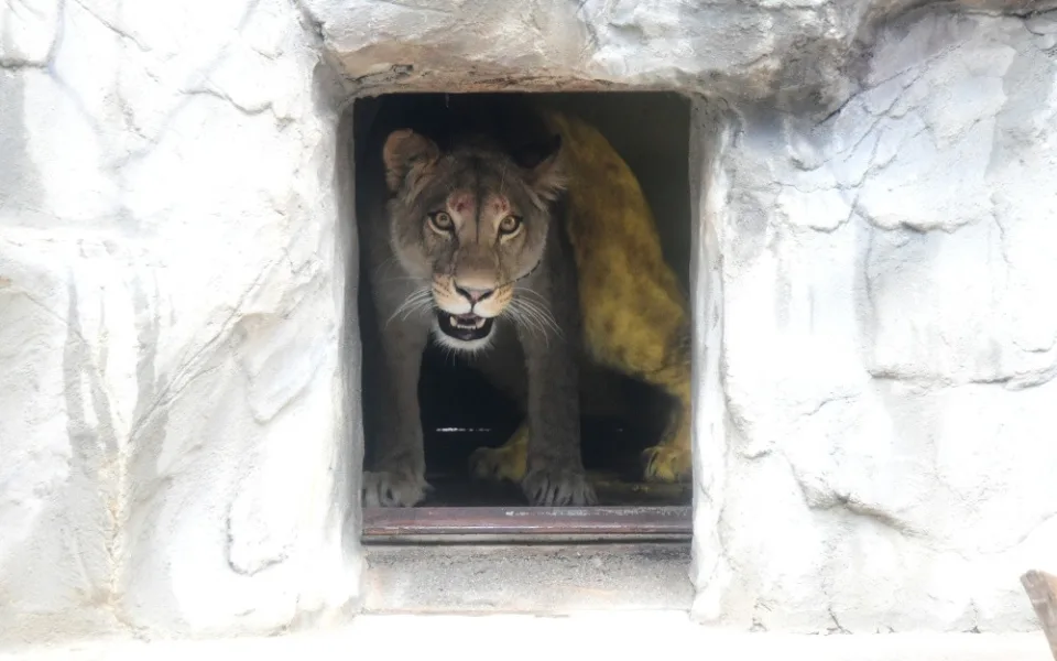 Lvice poznává nové prostředí v olomoucké zoologické zahradě