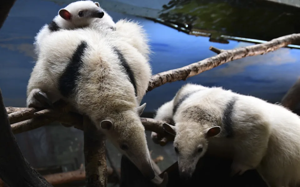 Mravenečníci se vrátili do své expozice v Zoo Olomouc