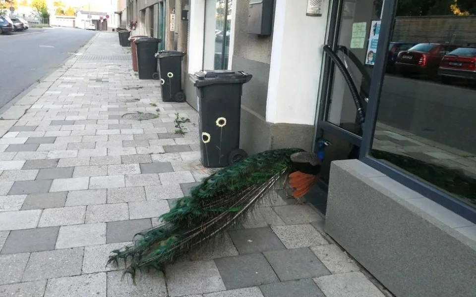 Páv korunkatý nedaleko olomouckého parku