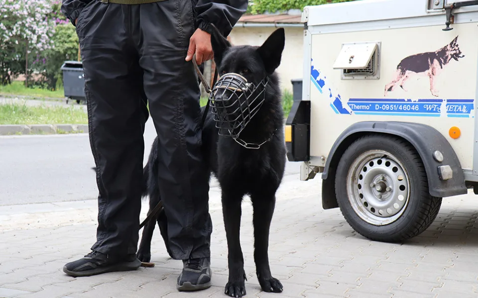 Pořízení služebního psa pro městskou policii musí ještě schválit zastupitelstvo Jeseníku