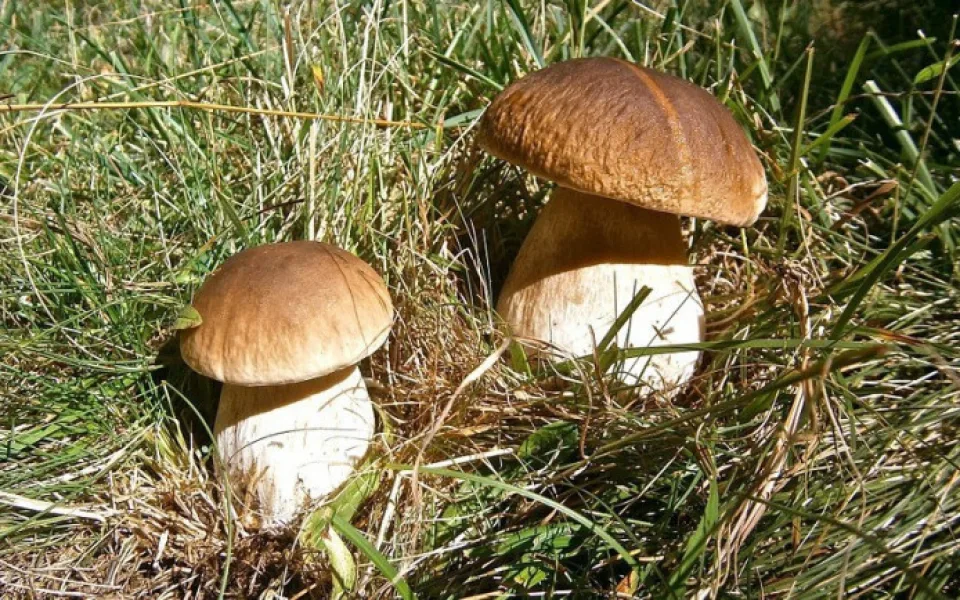 ilustrační foto