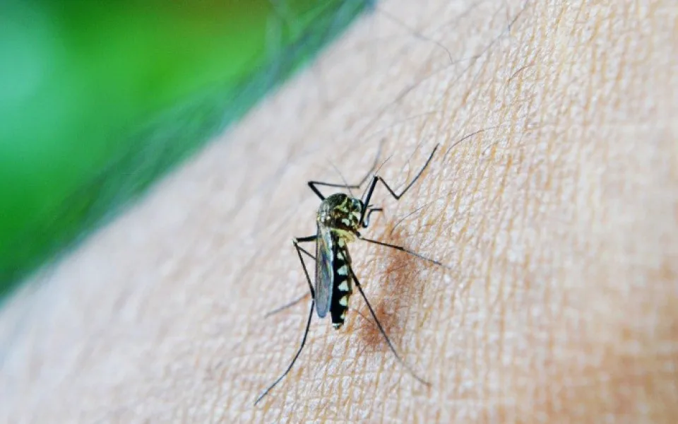 size3-mosquito-213805_960_720