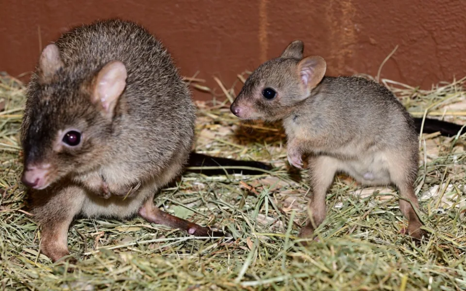 V olomoucké zoo vykouklo na svět jednadvacáté mládě klokánka králíkovitého