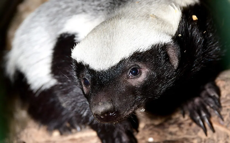 Medojed kapský v Zoo Olomouc