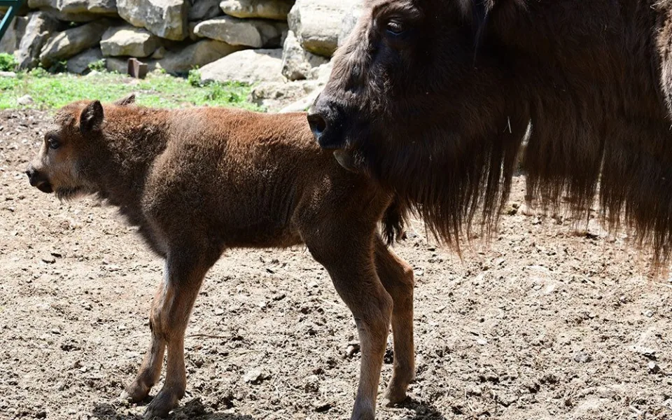 Chov zubra evropského obnovila olomoucká zoologická zahrada v roce 2013