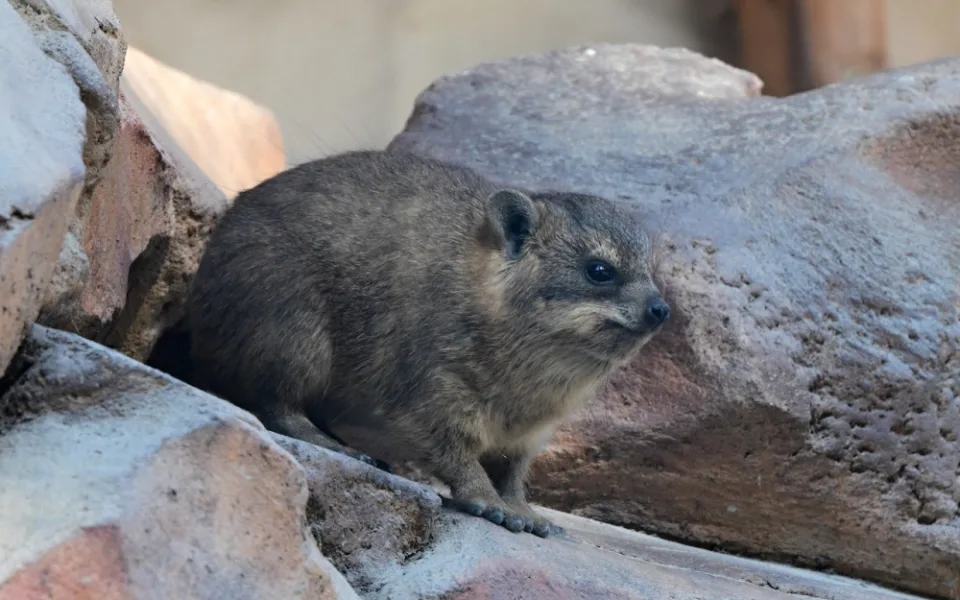 Damani, příbuzní slonů, porodili v olomoucké zoo mláďata