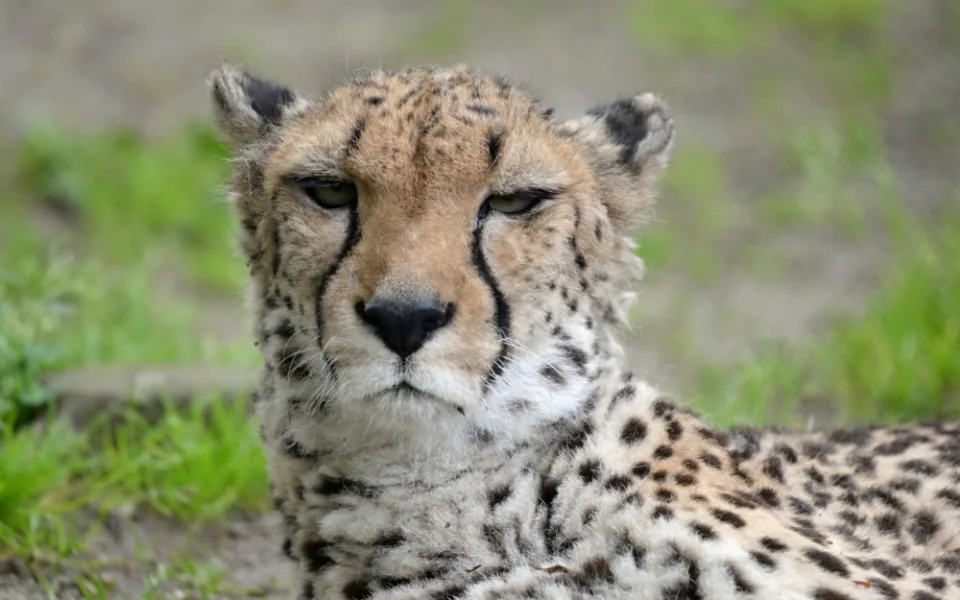 V olomoucké zoo uhynul stářím gepard Duma. Zahrada chce vytvořit nový chovný pár