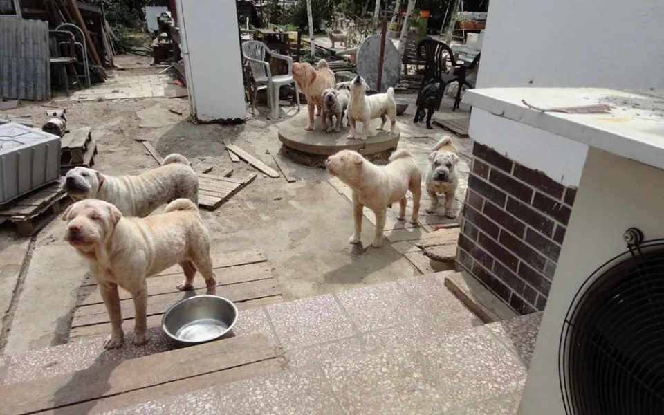 Veterinární správa odhalila množírnu na Šumpersku. Chovatel nevěděl ani kolik psů má