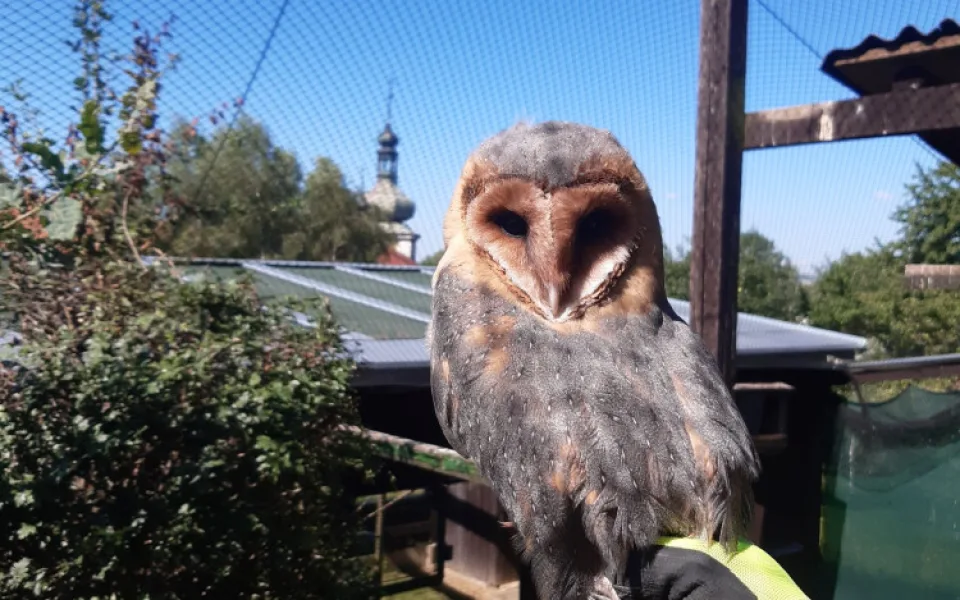 Olomoucká zoo pomáhá vracet sovu pálenou do volné přírody. Její populace se drasticky snižuje