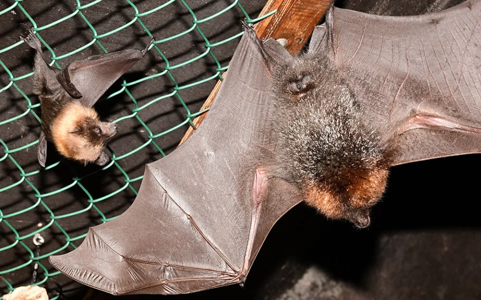 Kaloní rodina se v Zoo Olomouc úspěšně rozrůstá, letos se narodilo už jedenáct mláďat