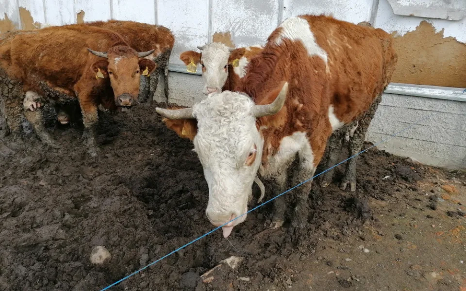 Zvířata žila na farmě na Přerovsku obklopená bahnem a trusem