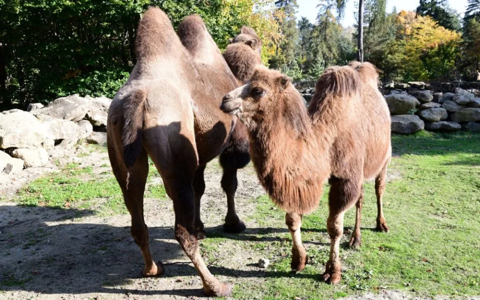 Do olomoucké zoo přicestovala samice velblouda dvouhrbého Margot a hned si potykala se zdejším stádem