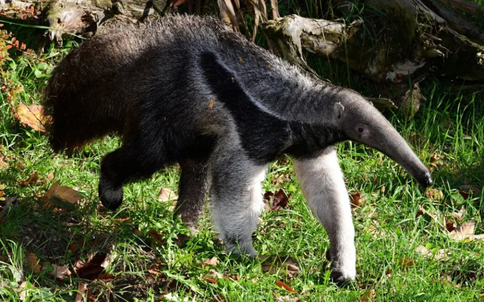 V olomoucké zoo lidé mohou vidět mravenečníka, který se narodil v březnu. Vrátil se do opraveného pavilonu
