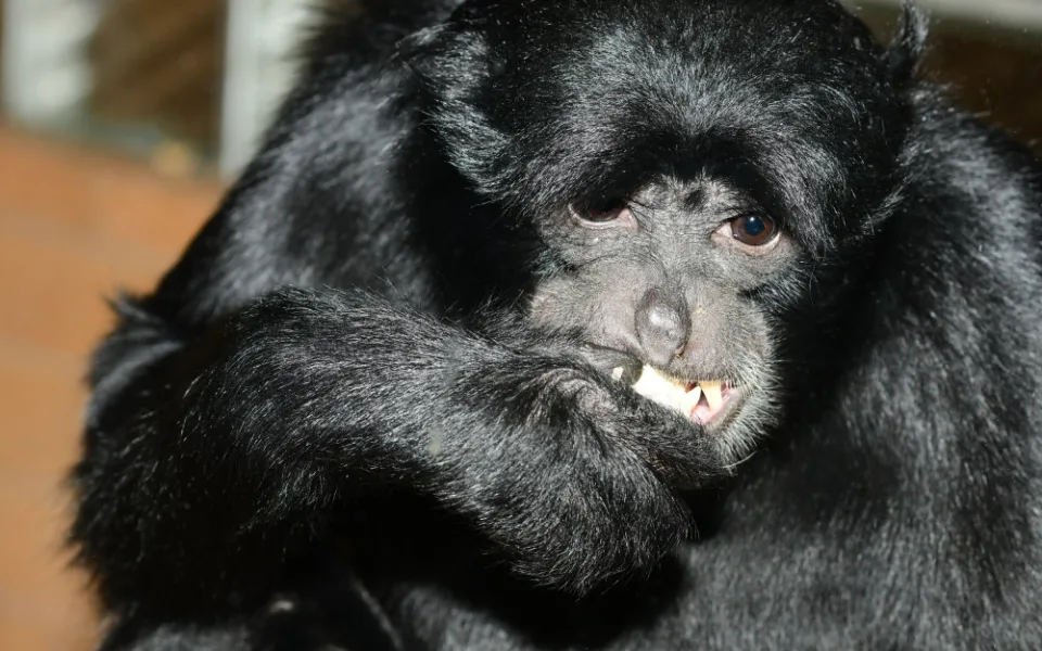 V olomoucké zoo uhynul vlídný samec gibona Bento. Žil zde neuvěřitelných 28 let