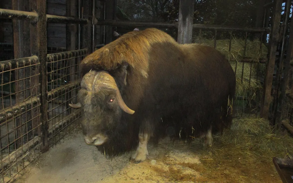V Zoo Olomouc se zabydluje nový samec pižmoně aljašského
