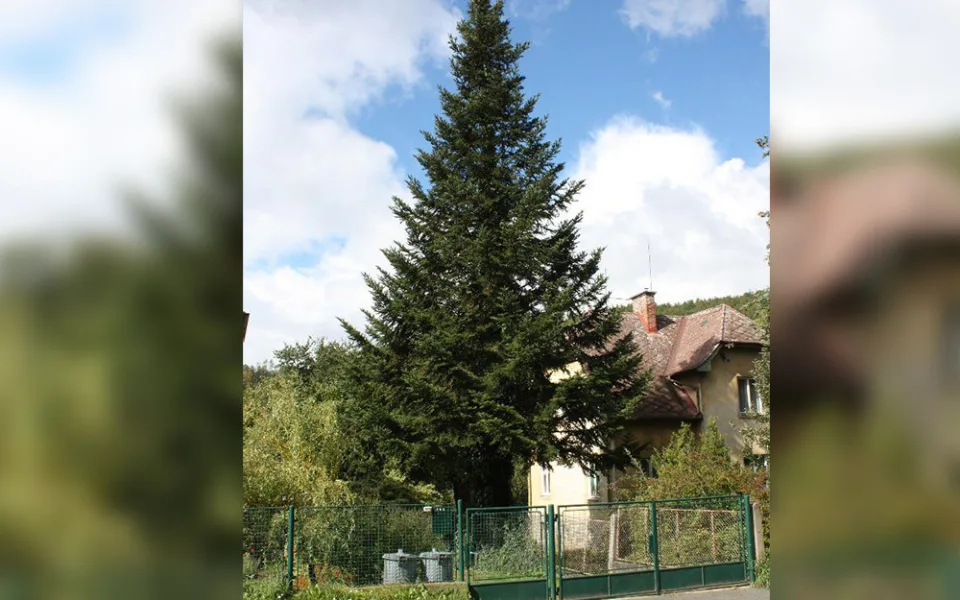 Vánoční strom pro olomoucké náměstí roste v Hlubočkách