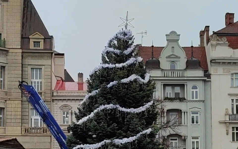 V Prostějově opět budí pozornost křivý vánoční stromeček. Už je to tradice, posmívají se lidé