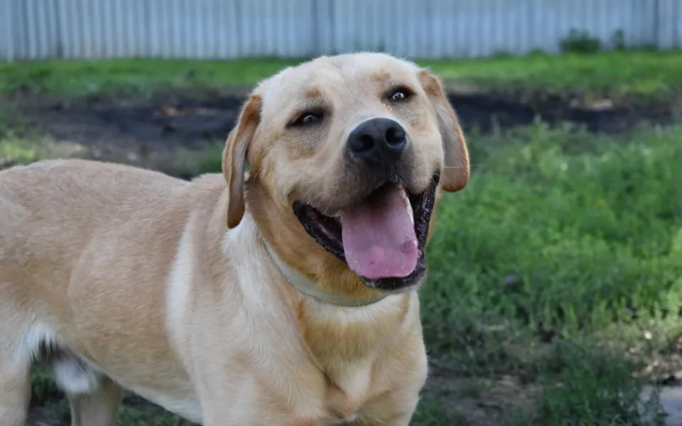 rintintin