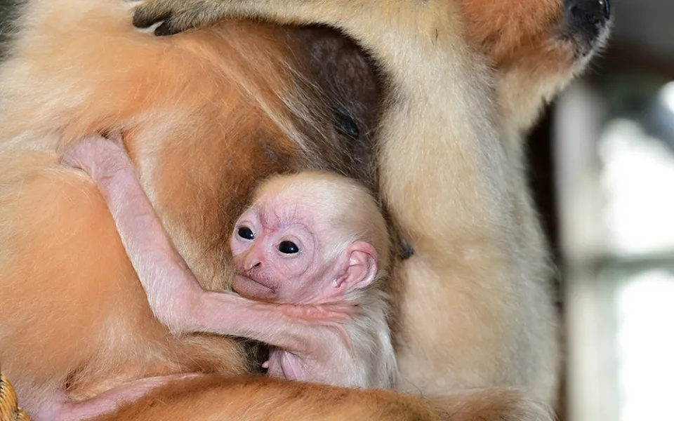Vánoční radost v pavilonu opic. V Zoo Olomouc je k vidění maličké mládě gibona
