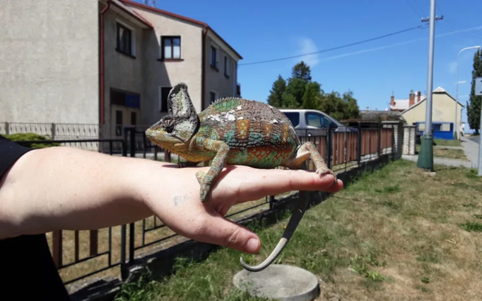 Kuriozní zásahy hasičů: chameleon na drátech, traktor v rybníce, paraglidista v korunách