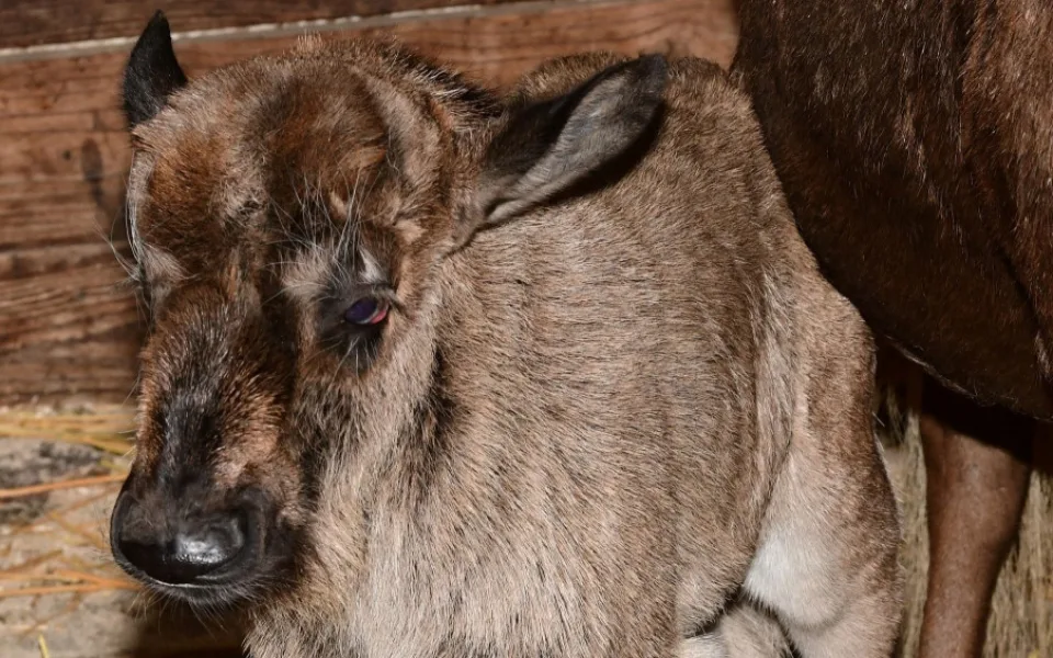 Prvním mládětem letošního roku je v olomoucké zoo čertice Kameba. Samička pakoně běloocasého