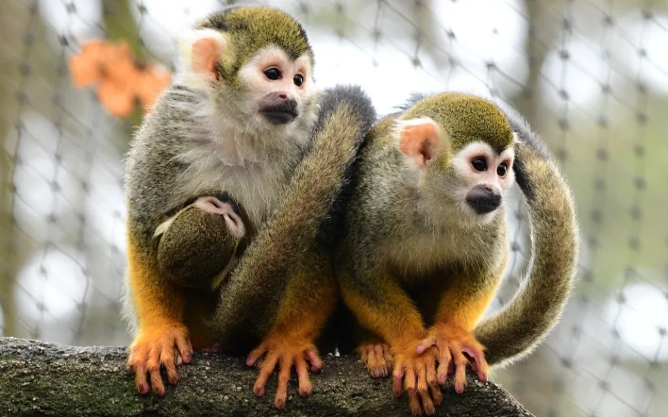 Kolik je kotulů nebo vlků? Návštěvníci Zoo na Svatém Kopečku počítají neposedná zvířata