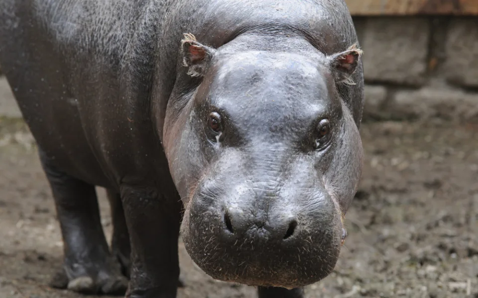 Olomoucká zoo se dnes rozloučila s šestatřicetiletou hrošicí Blankou. Odešla pomocí eutanázie