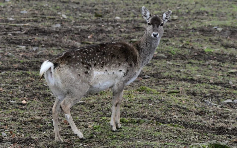 Samice vzácného daňka mezopotámského, který mále vyhynul, rozšířila stádo v olomoucké zoo. Přicestovala z Francie