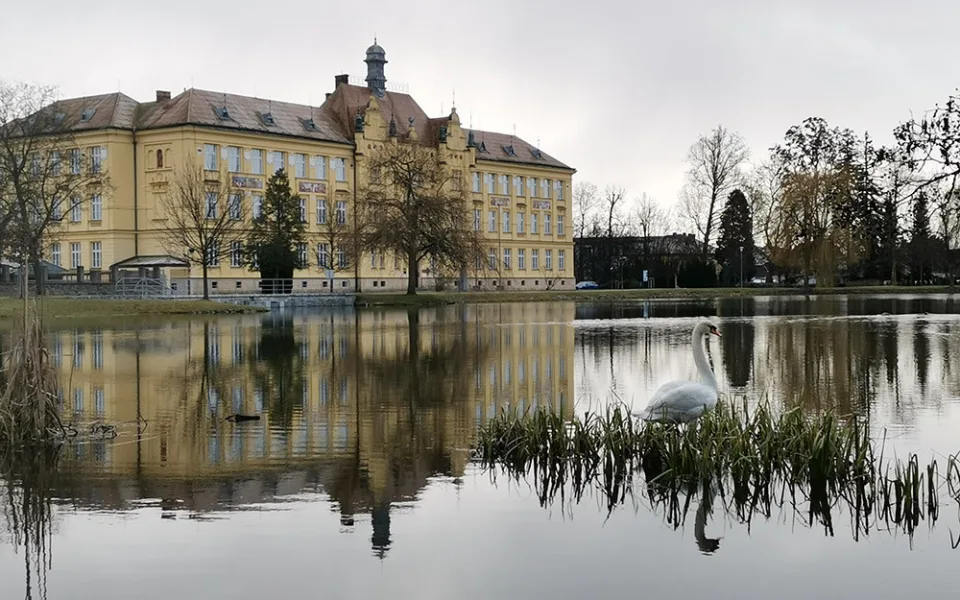 Labuť na Uničovském rybníku v Litovli