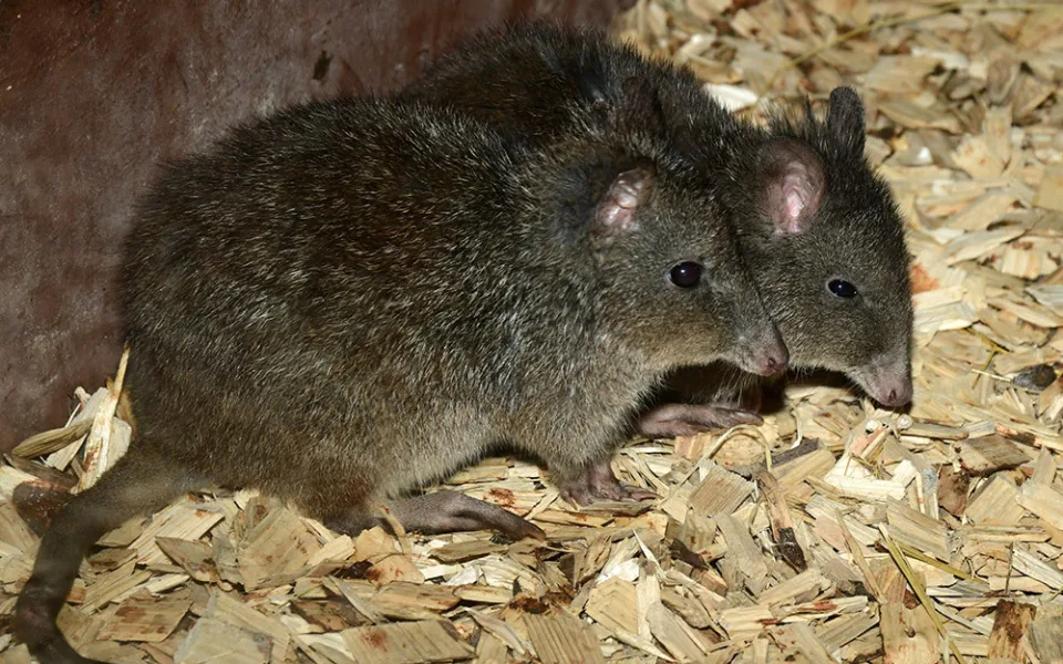 Zoo Olomouc nově chová pár klokánků krysích