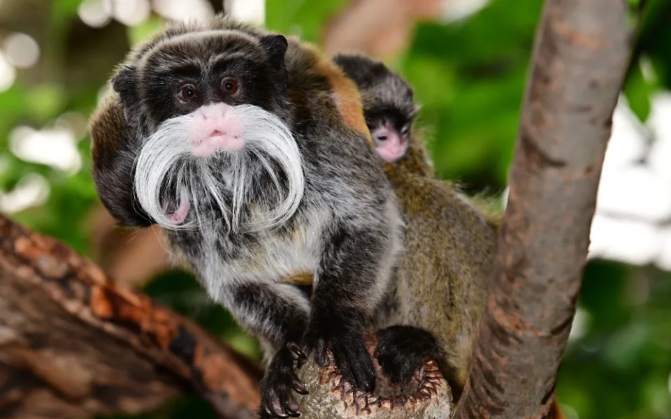 Nová mláďata v olomoucké zoo. Tamaríni vousatí přivedli na svět dvojčata