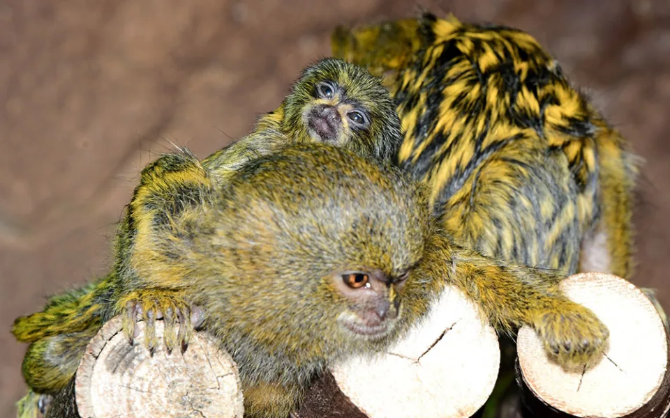 Malincí kosmani objevují olomouckou zoo. V pavilonu opic se narodila dvojčata